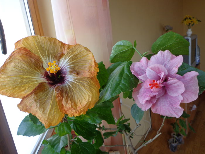 T. B. STAR ,THE MAGICIAN - A-HIBISCUS 2015-1