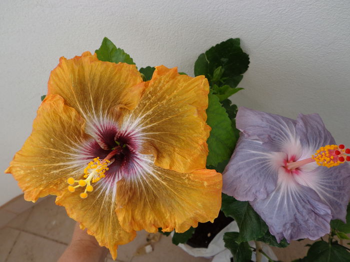 002 - A-HIBISCUS 2015-1