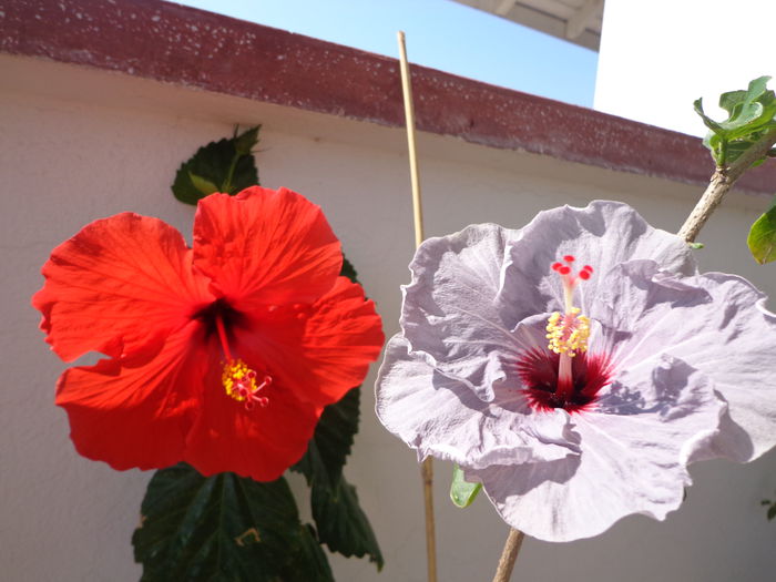 071 - A-HIBISCUS 2015-1