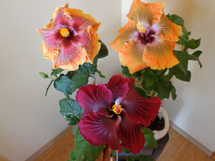 183 - A-HIBISCUS 2015-1