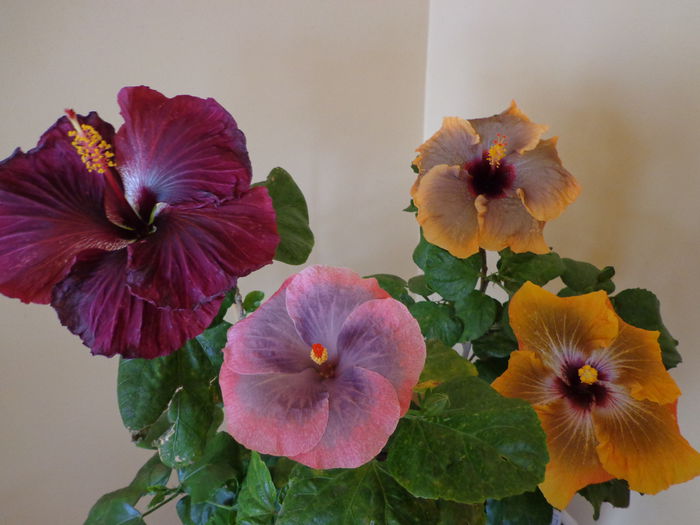 017 - A-HIBISCUS 2015-1