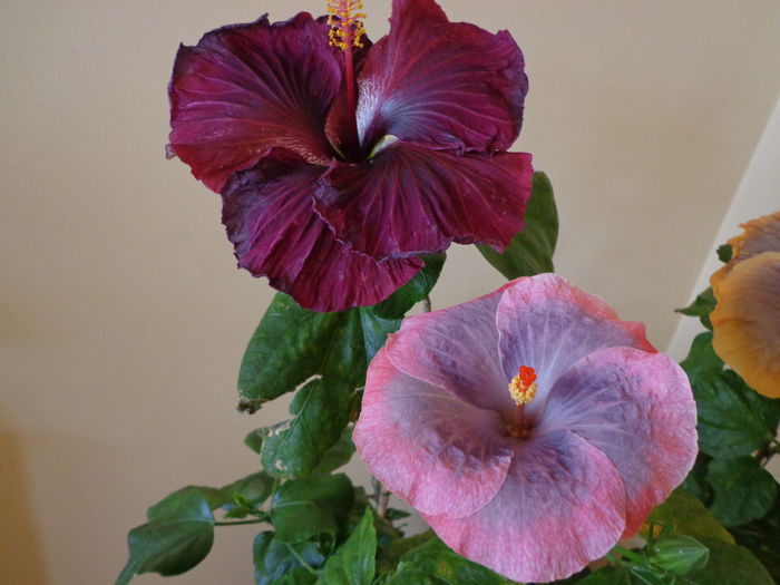 025 - A-HIBISCUS 2015-1
