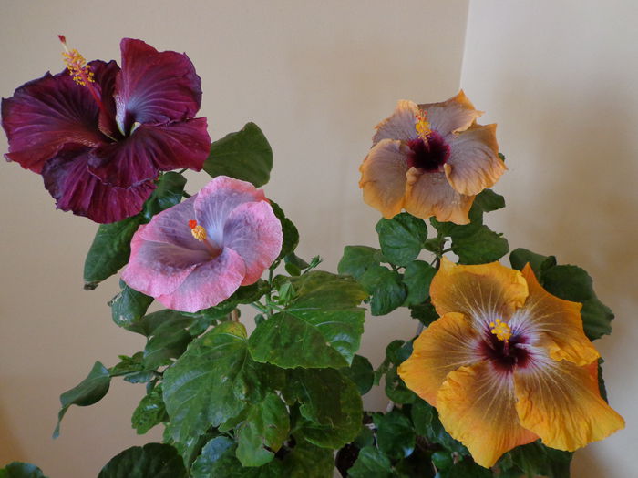 020 - A-HIBISCUS 2015-1