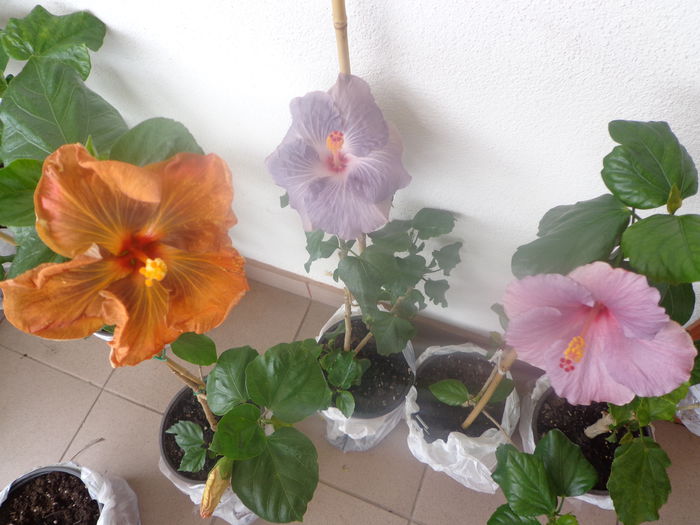 099 - A-HIBISCUS 2015-1