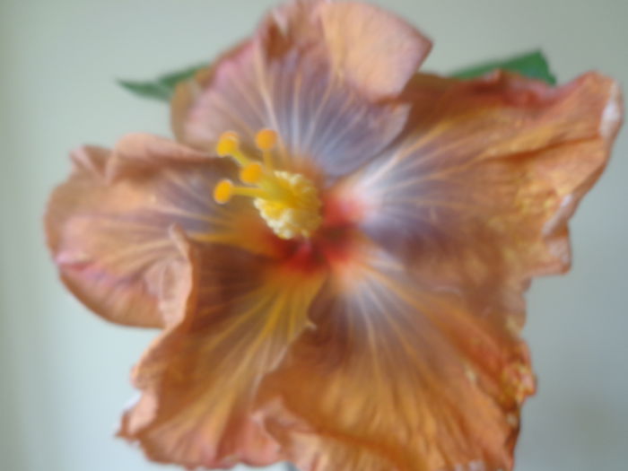095 - A-HIBISCUS 2015-1