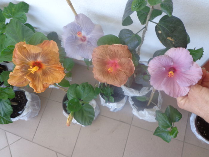 115 - A-HIBISCUS 2015-1