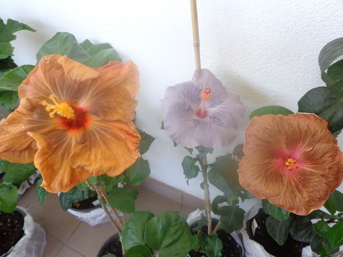 124 - A-HIBISCUS 2015-1