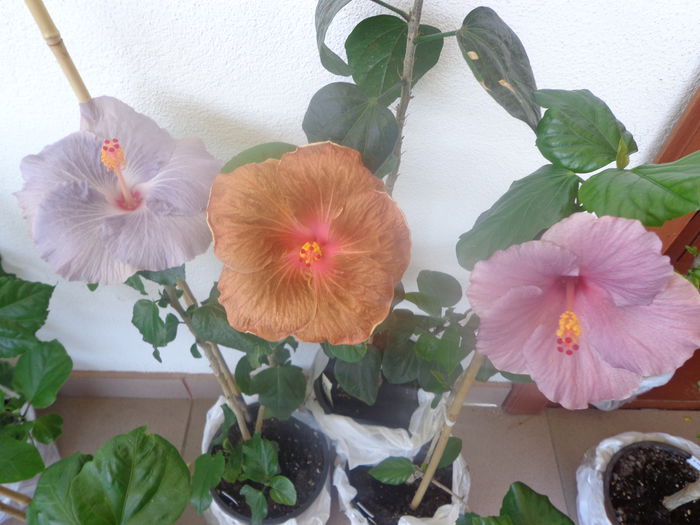 128 - A-HIBISCUS 2015-1