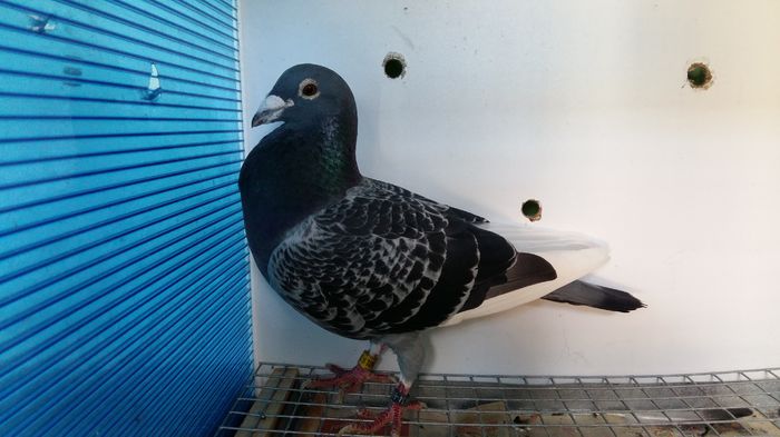 este tatal femelei cor de heijde - PORUMBEI DE VÂNZARE