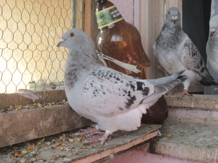 fiica CAMPIONUL(NEAGU)