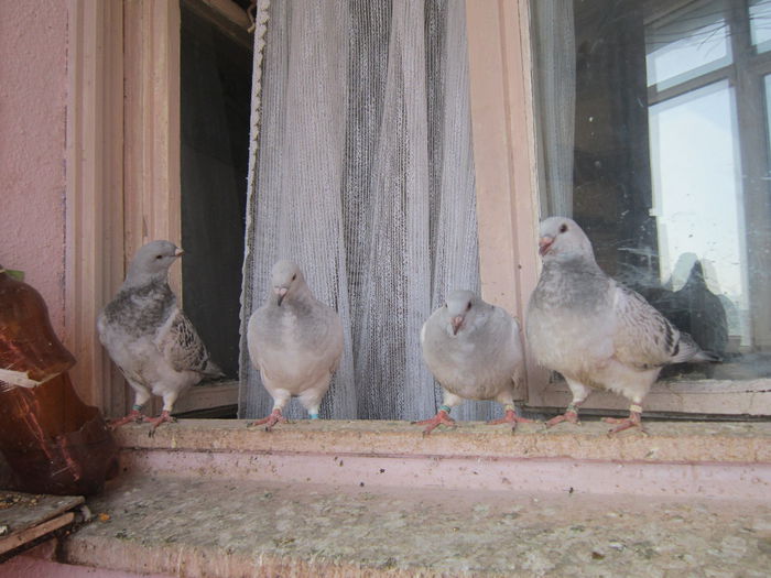 ULTIMII INTARCATI AZI!!