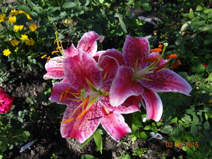  - Vara in gradina III - august