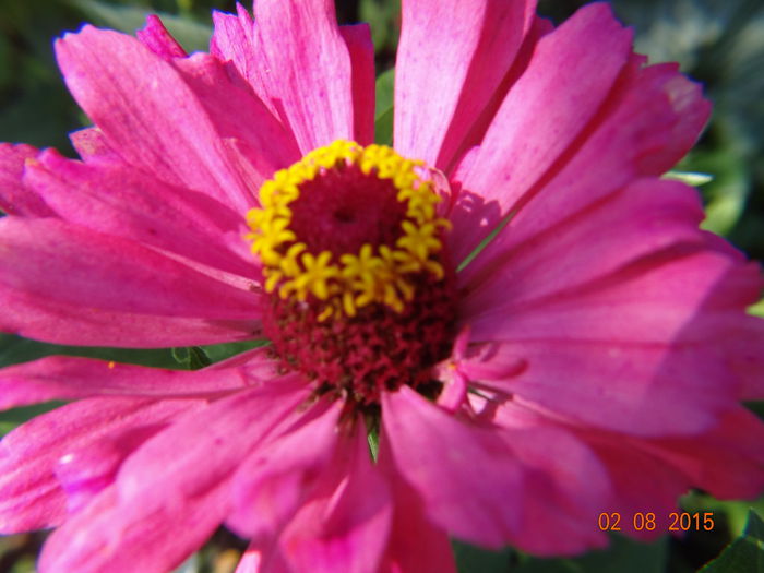  - Vara in gradina III - august