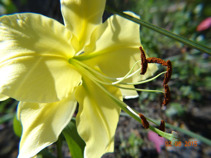  - Vara in gradina III - august