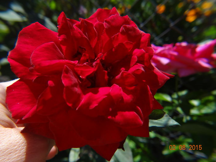  - Vara in gradina III - august