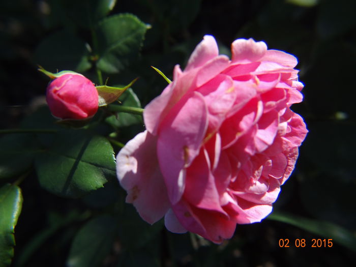  - Vara in gradina III - august