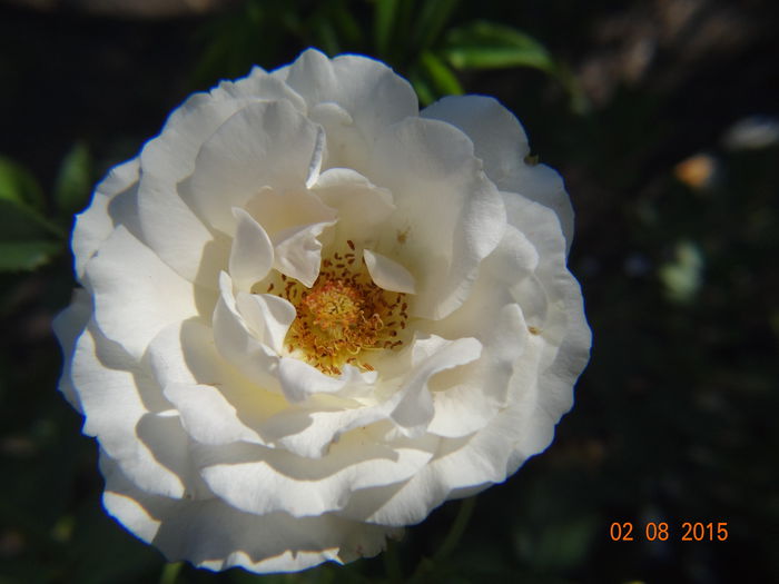  - Vara in gradina III - august