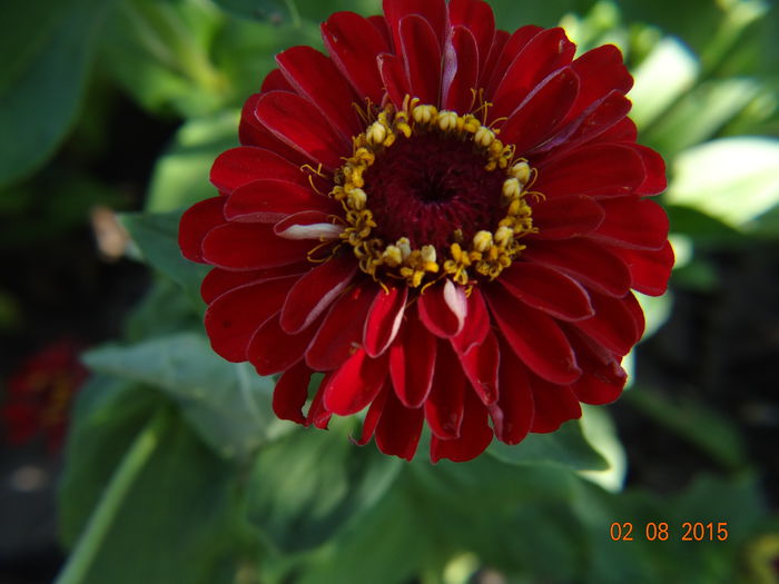  - Vara in gradina III - august
