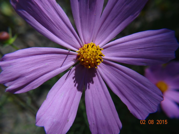  - Vara in gradina III - august