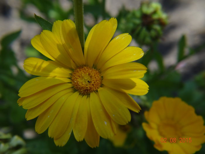  - Vara in gradina III - august