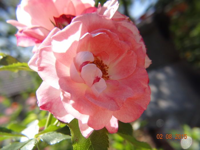  - Vara in gradina III - august