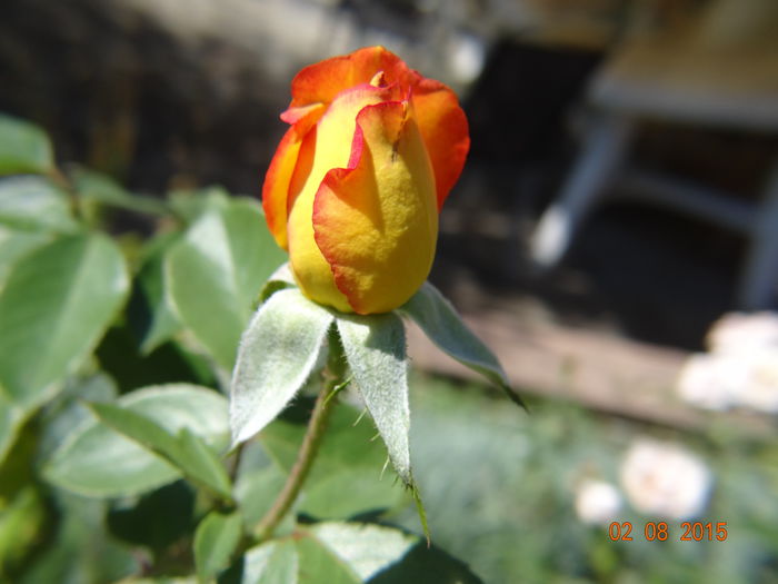  - Vara in gradina III - august