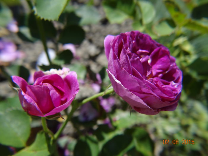  - Vara in gradina III - august