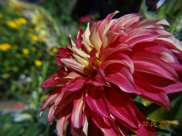  - Vara in gradina III - august