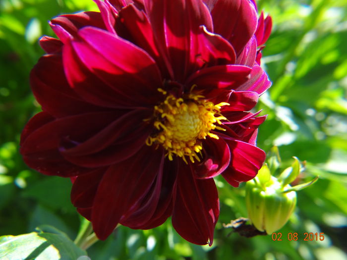  - Vara in gradina III - august