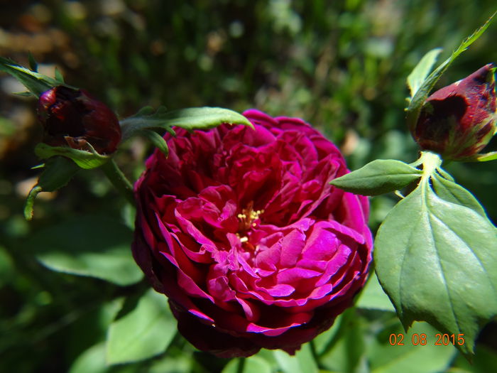  - Vara in gradina III - august