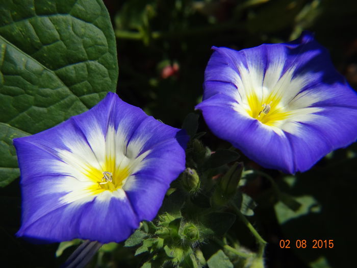  - Vara in gradina III - august