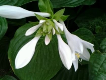 hosta - alte flori 2