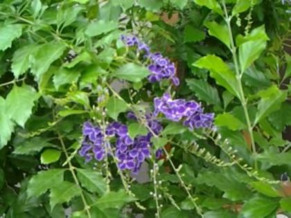 duranta repens - alte flori 2