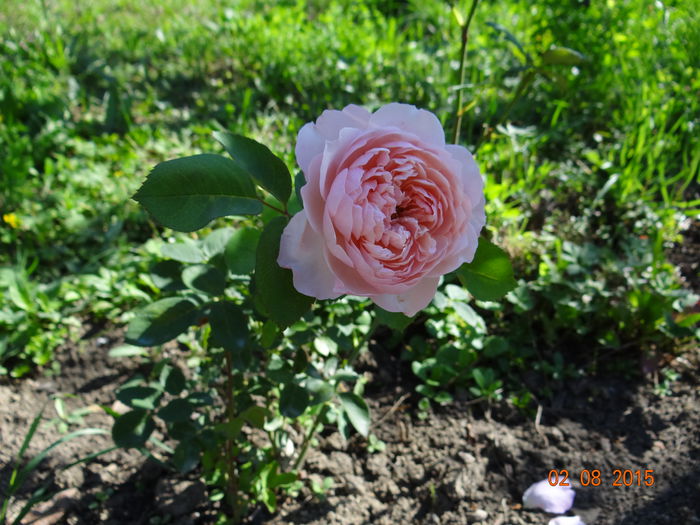 subtirel si delicat - The Alnwick Rose
