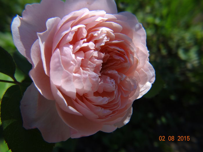  - The Alnwick Rose