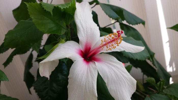 20150802_102835 - Apple Blossom sau Natal