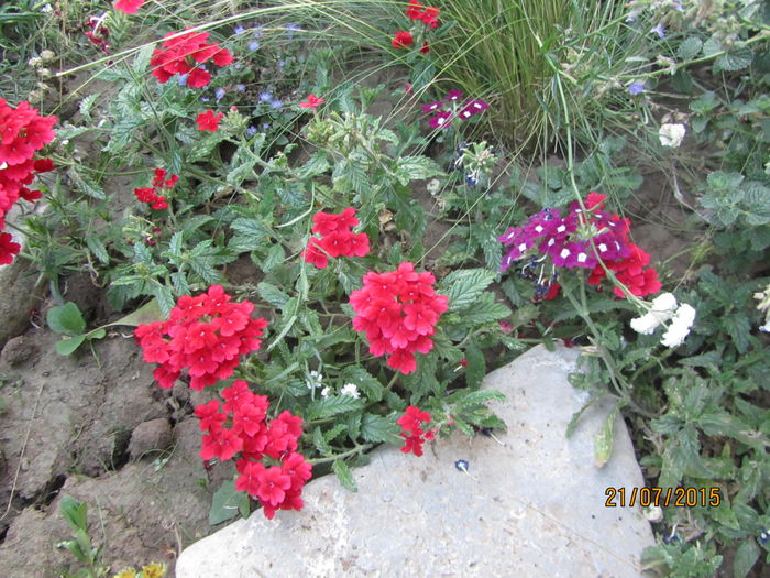 IMG_0256 - Flori de gradina-2015Vara