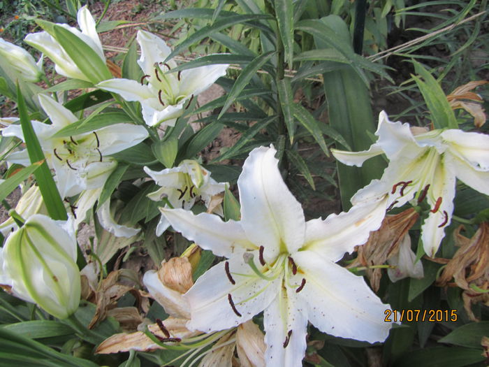 IMG_0257 - Flori de gradina-2015Vara