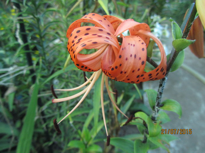 IMG_0262 - Flori de gradina-2015Vara