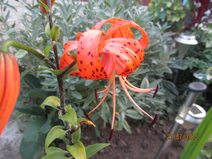 IMG_0263 - Flori de gradina-2015Vara