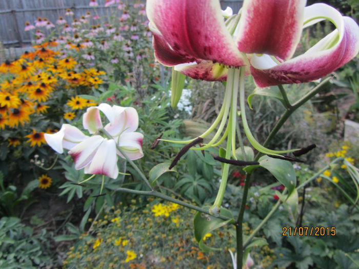 IMG_0264 - Flori de gradina-2015Vara