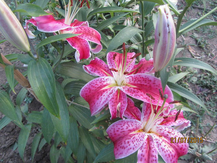 IMG_0259 - Flori de gradina-2015Vara