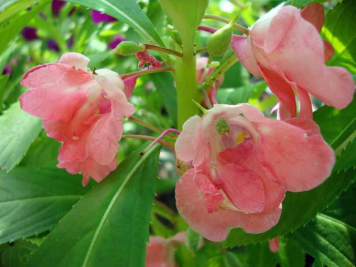 Impatiens_balsamina - 00 SCHIMB