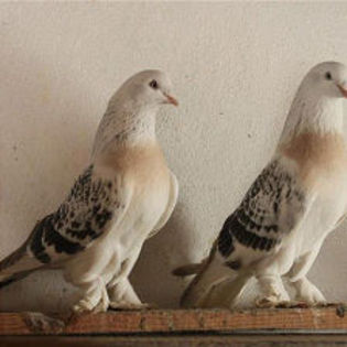 image - Porumbei in Lume