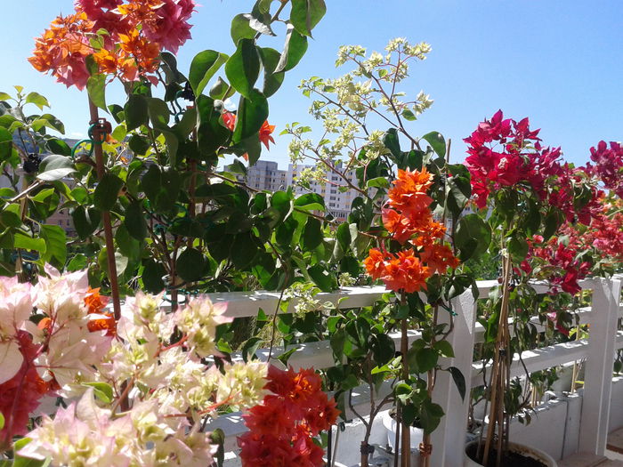 Fotografie-0139 - BOUGAINVILLEA un nou inceput - continuarea pasiunii - 2014-2015-2017