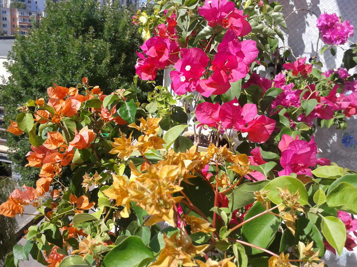 Fotografie-0110 - BOUGAINVILLEA un nou inceput - continuarea pasiunii - 2014-2015-2017