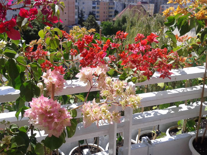 Fotografie-0125 - BOUGAINVILLEA un nou inceput - continuarea pasiunii - 2014-2015-2017