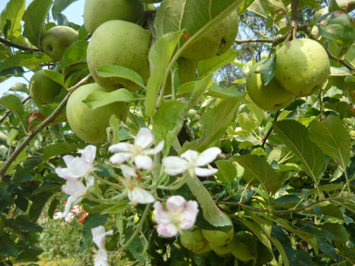 curiozitate - pomi -fructiferi