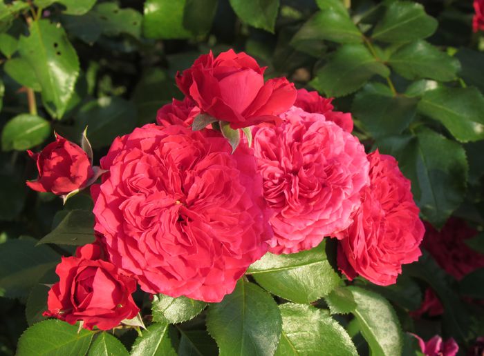 Red Leonardo da Vinci - 2015 trandafiri -V