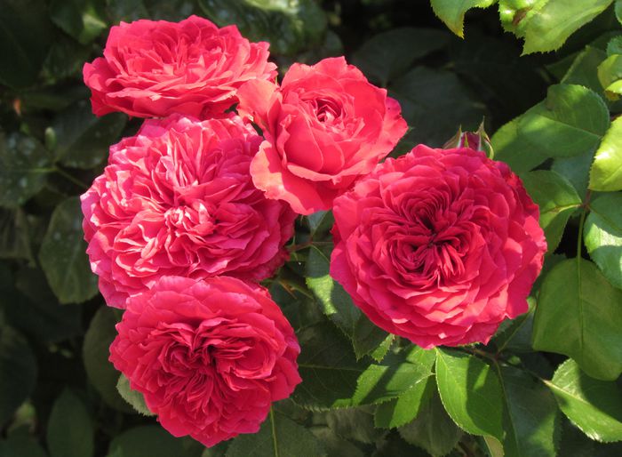 Red Leonardo da Vinci